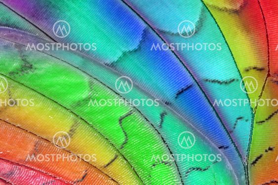 rainbow butterfly wing
