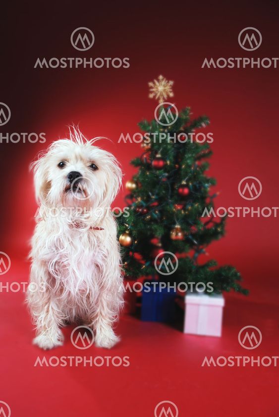 Dog next to Christmas tree