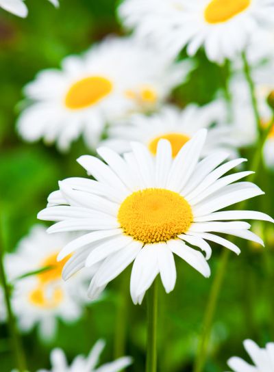 Oxeye Daisy