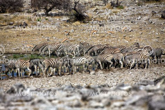 zebra drinkink water in Etosha national park namibia