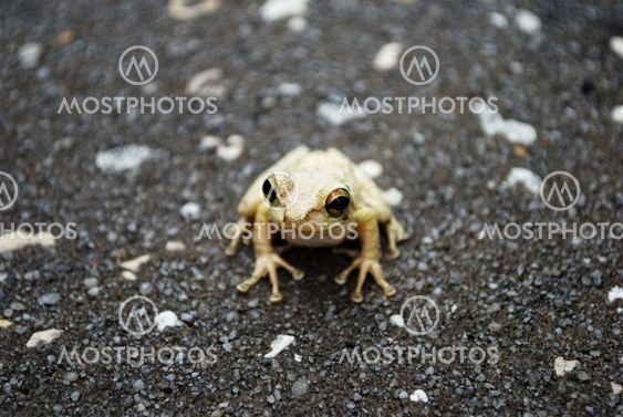 frog with marble eyes