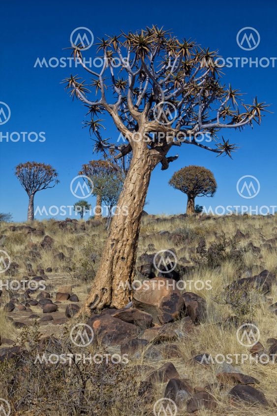 a quiver tree at the Quiver tree forest Namibia