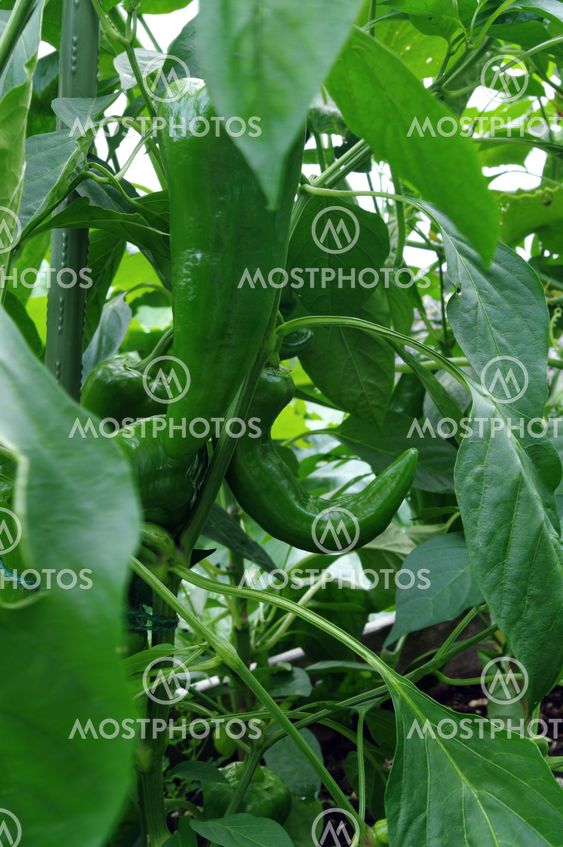 Green Peppers