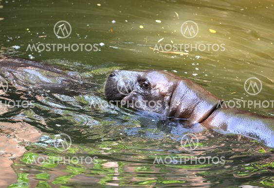 pygmy hippo in the water