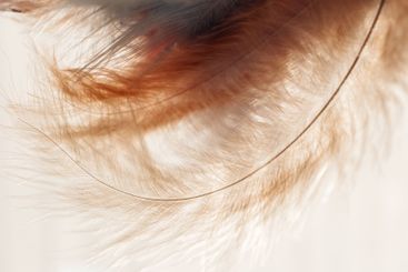 Feathers surface.Macro Photograph of Delicate Feathers....