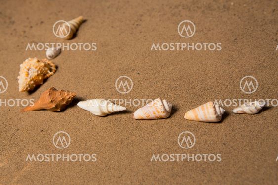 sea shells with sand as background