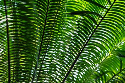 Tropical date palm tree branches close-up with natural...