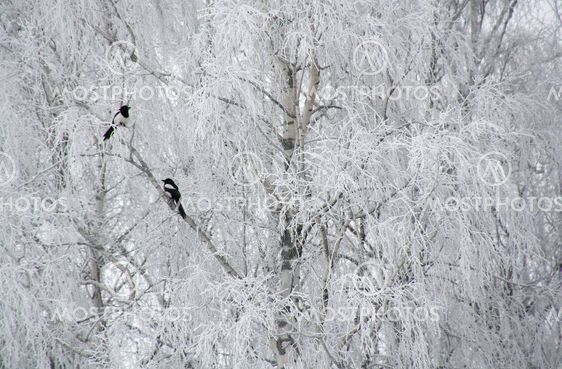 Frosten och skatorna