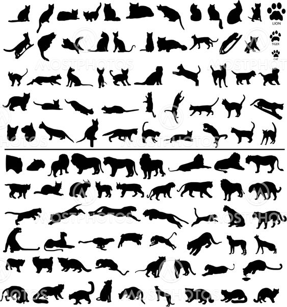 100 cats