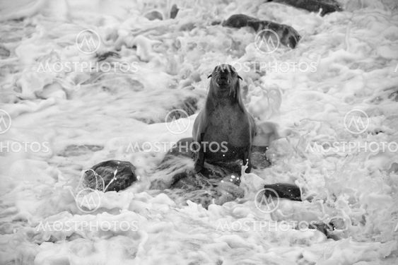 fur seal cube screaming in the sea at cape cross seal reserve namibia africa near the skeleton coast
