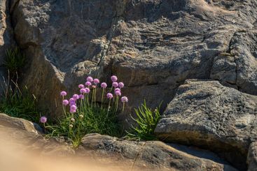 purple wildflowers growing on rocks.