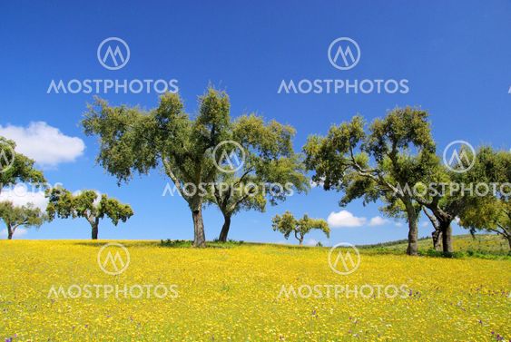 Wiese mit Korkeichen - meadow and cork oaks 11
