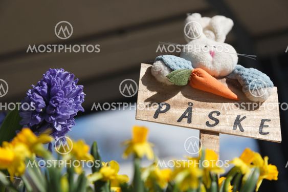 Easter bunny on camping