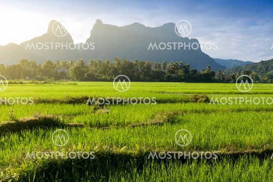 Green rice paddy field and limestone mountains in Vang Vieng, popular tourist resort town in Lao PDR.