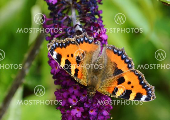 Small Tortoiseshell (Aglais urticae).