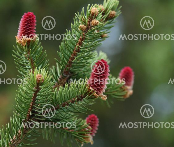 Red spruce cones