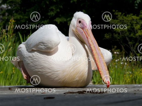 Pelican bird