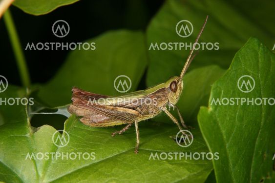 Field grasshopper (Chorthippus apricarius)