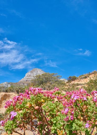 Space, sky and flowers with rugged mountain or terrain...