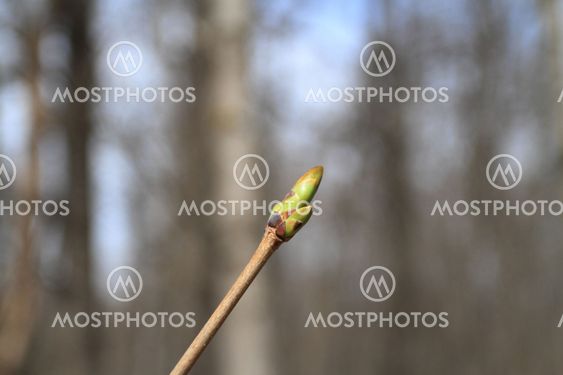 sprout tree becoms flabby in spring wood