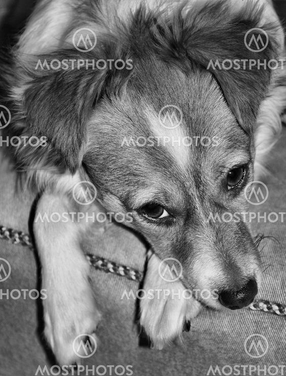Dog relaxing on the couch