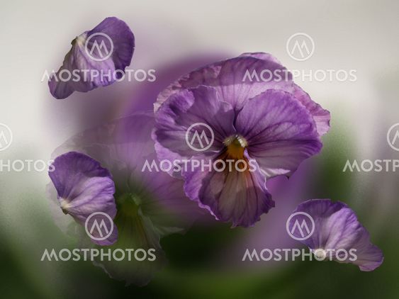 purble flower