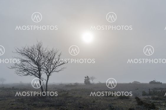 Great plain misty landscape