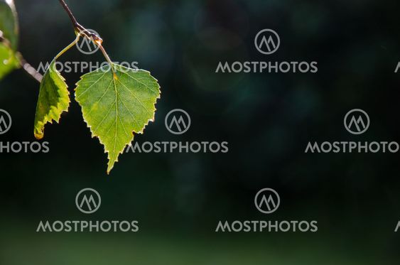Backlit shiny leaf