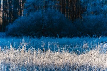 Frosty reeds glisten in the winter sunlight amidst...