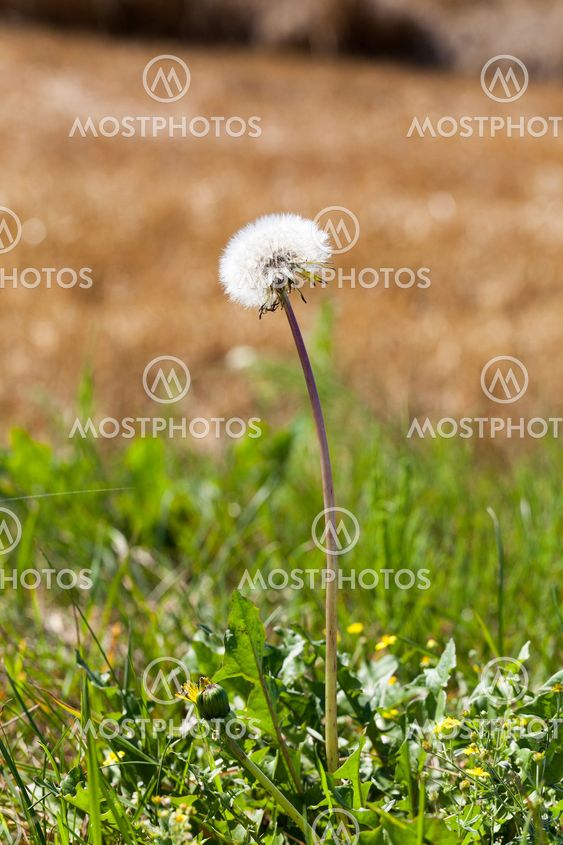 ripened dandelion . close-up