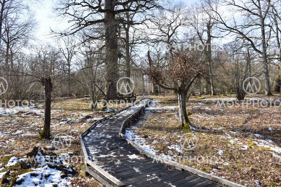 Vårvinter i naturreservatet Halltorps Hage på Öland