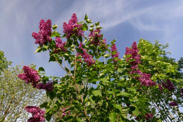 Beautiful blooming lilac bushes