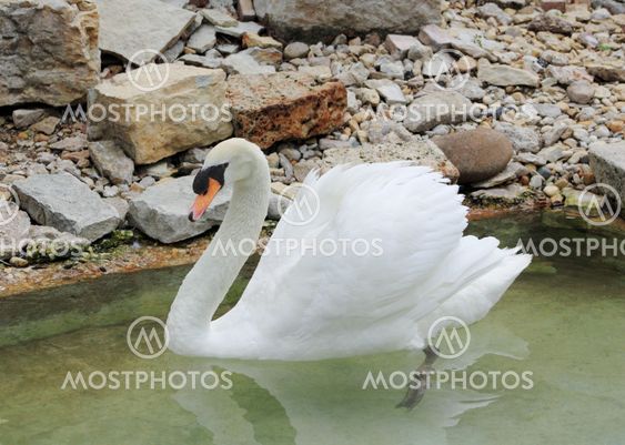 Vackra Swan Angel Wings