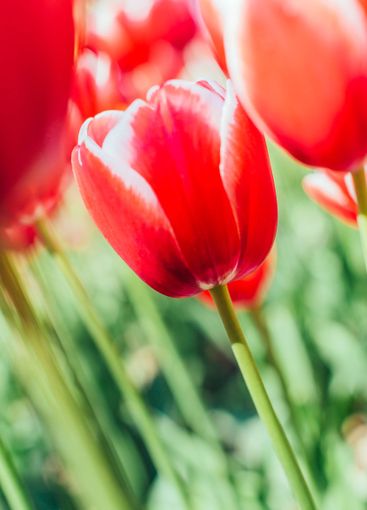 Red tulips with beautiful bouquet background.