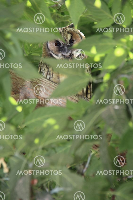 owl on green tree