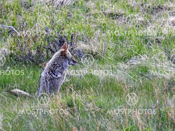 Coyote sitting and watching