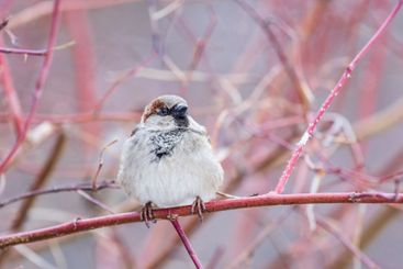 Sparrow sits on a branch without leaves.