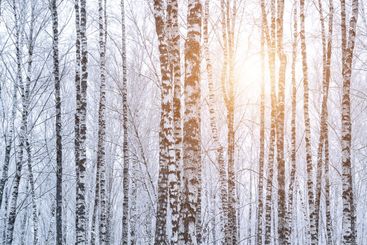 Birch grove after a snowfall on a winter. Sunlight...