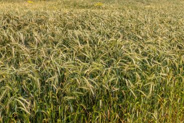 View of a green crop field in early spring.