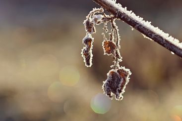 Frost and snow on branches. Beautiful winter seasonal...