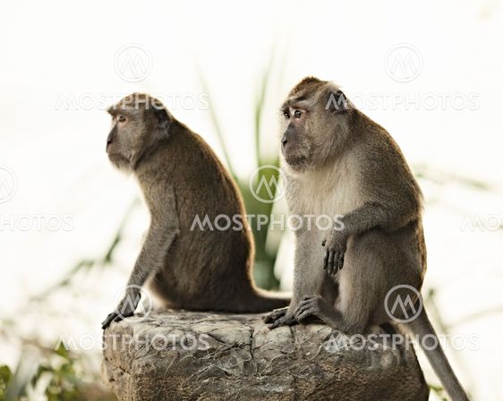 Macaque Monkey