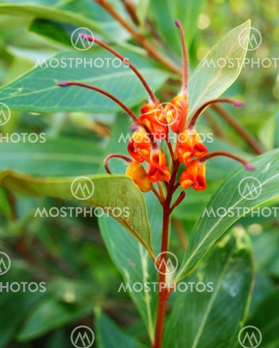 Australiana native plant Grevillea venusta with spider flower