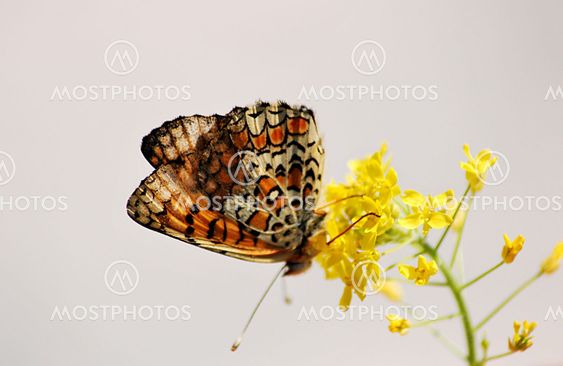 Butterfly on flower