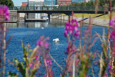 Rallarrosor i Västra hamnen, Malmö