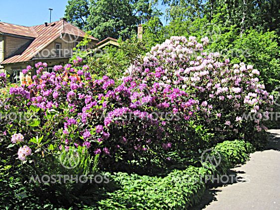 Rhododendrons