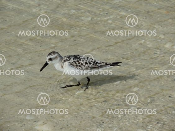 Shore Bird Feeding in the Water
