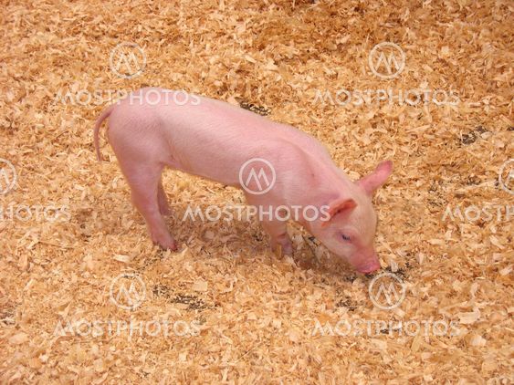 Little Piglet