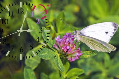 Daylight Saving Time. DST. Wall Clock going to winter...