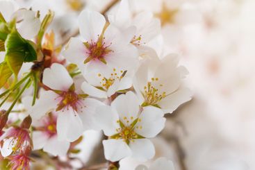 Season flower blossom background. White cherry flowers...