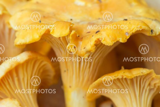 Chanterelle